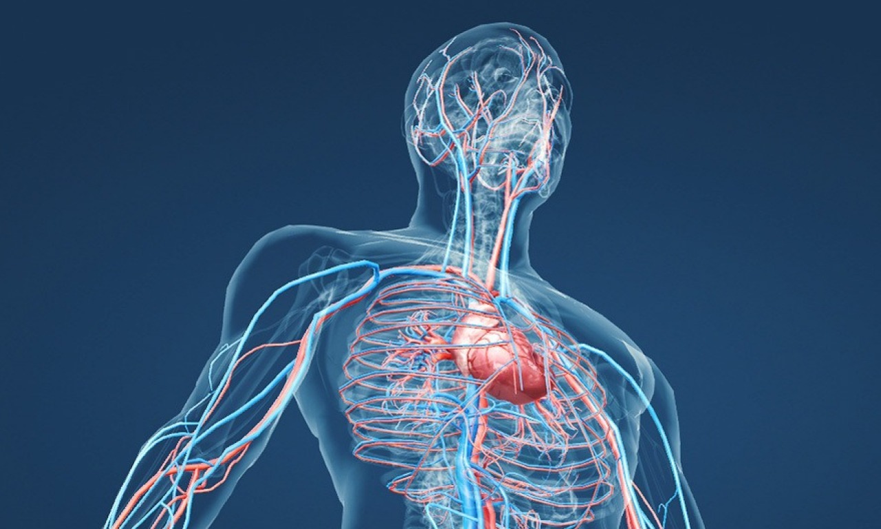 Perché parlare male di reni, cuore e sistema vascolare in modo unitario?