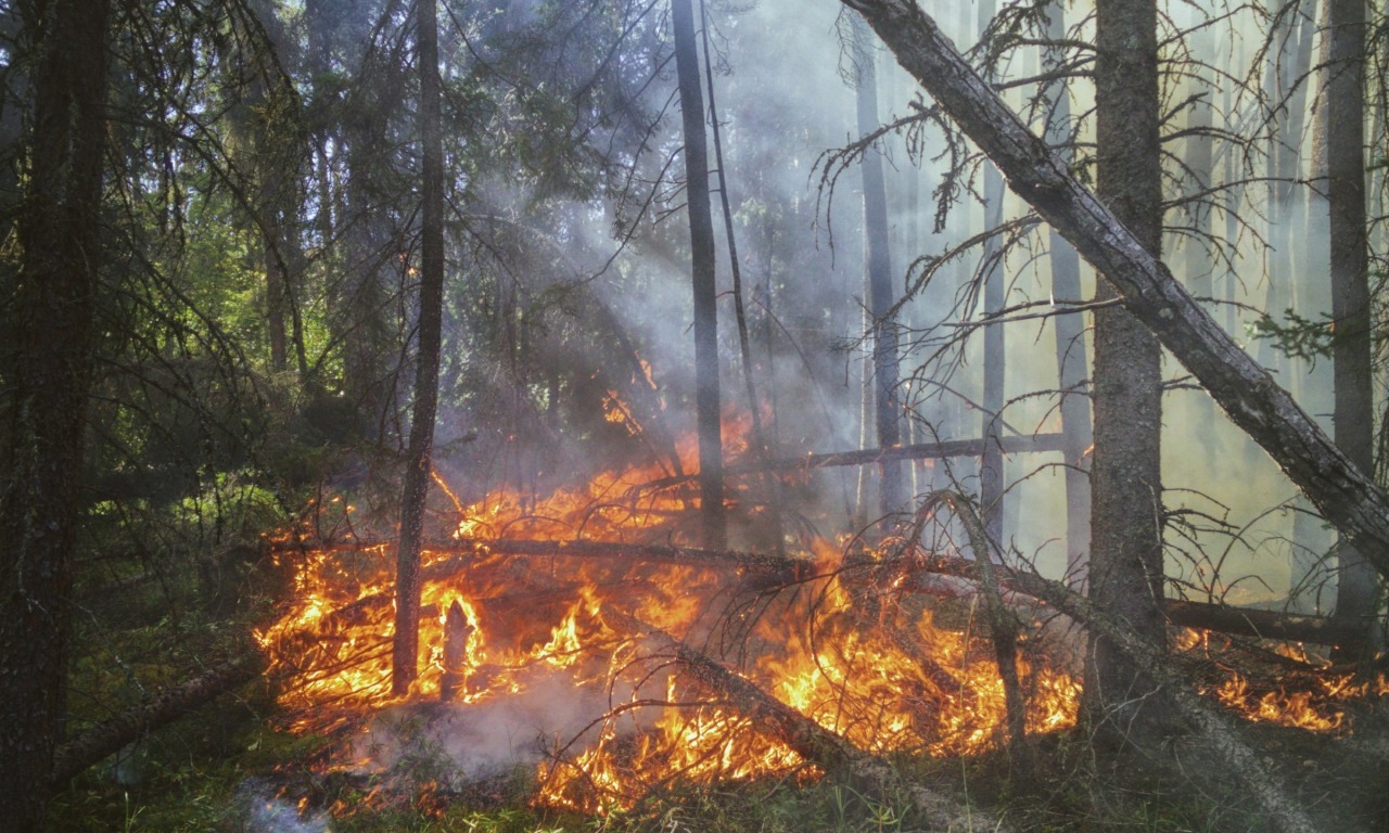 Siccità e incendi: affrontare l'emergenza