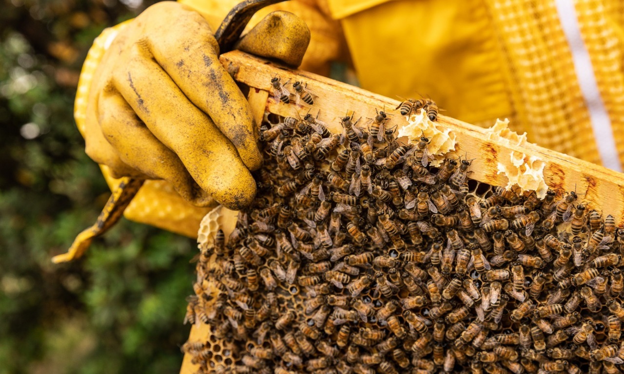 Alla scoperta del mondo delle api