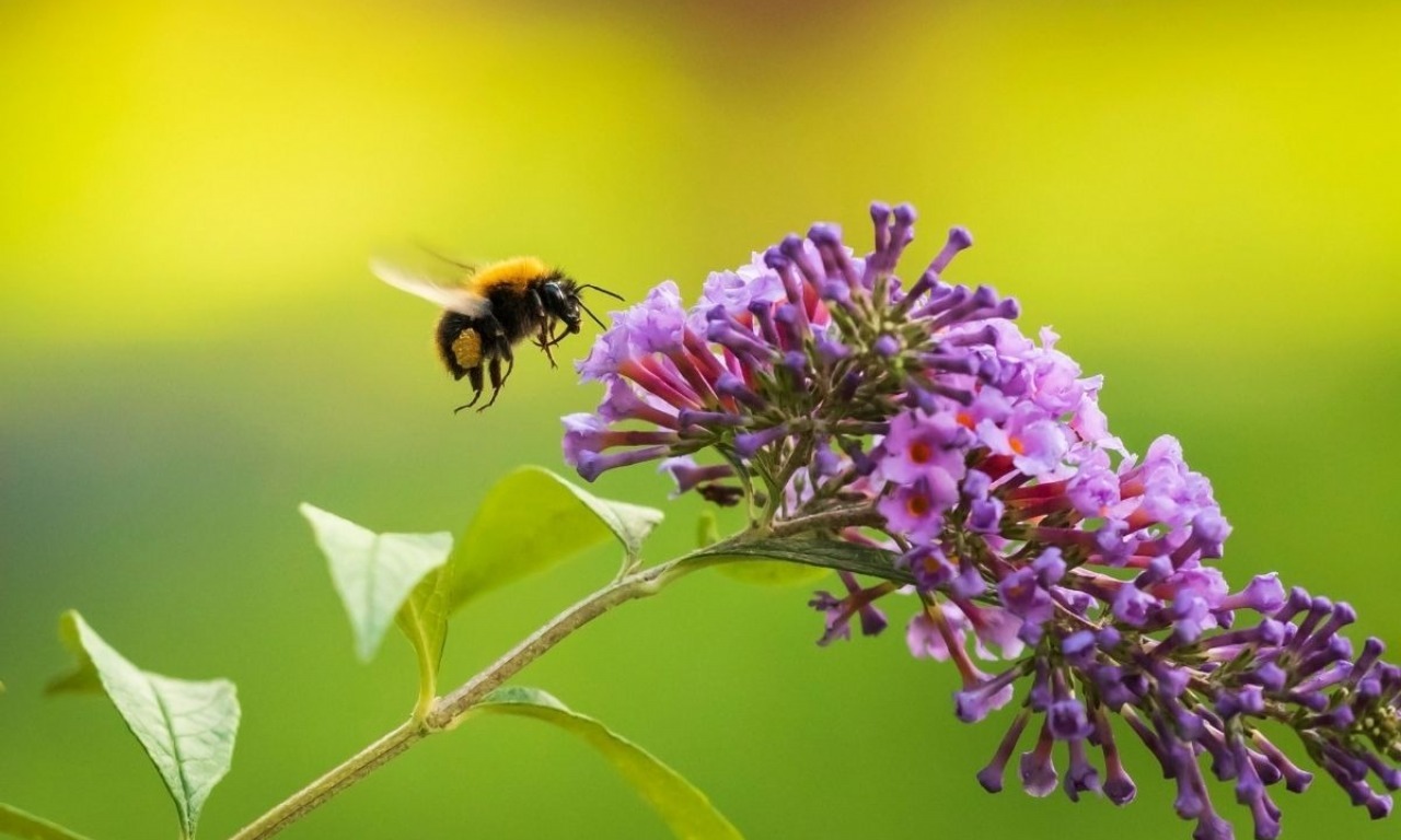 Apertura del giardino degli impollinatori