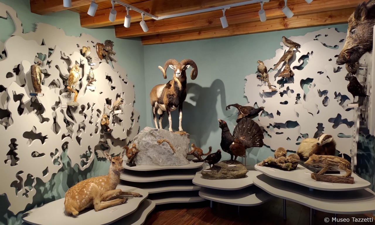 Visita guidata alla collezione naturalistica del Museo Tazzetti