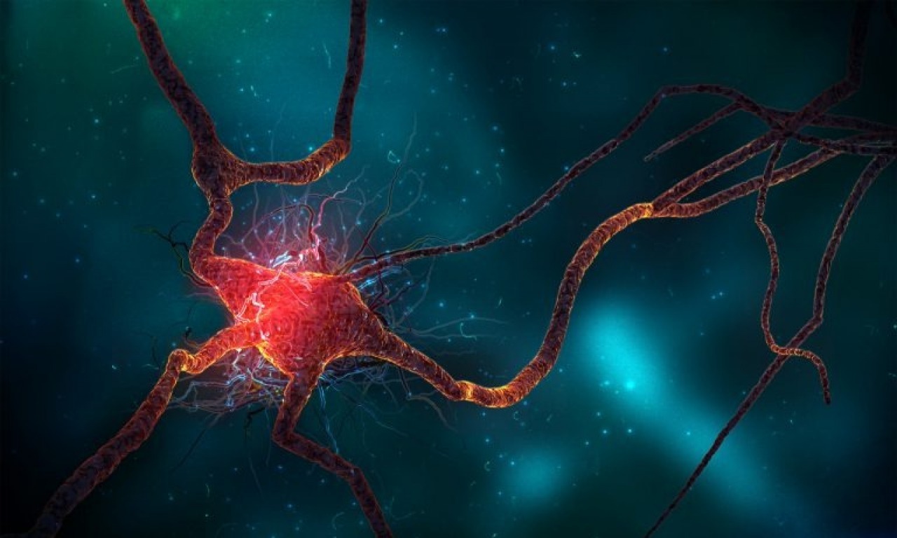 Estate A SUD - C'era una volta un neurone